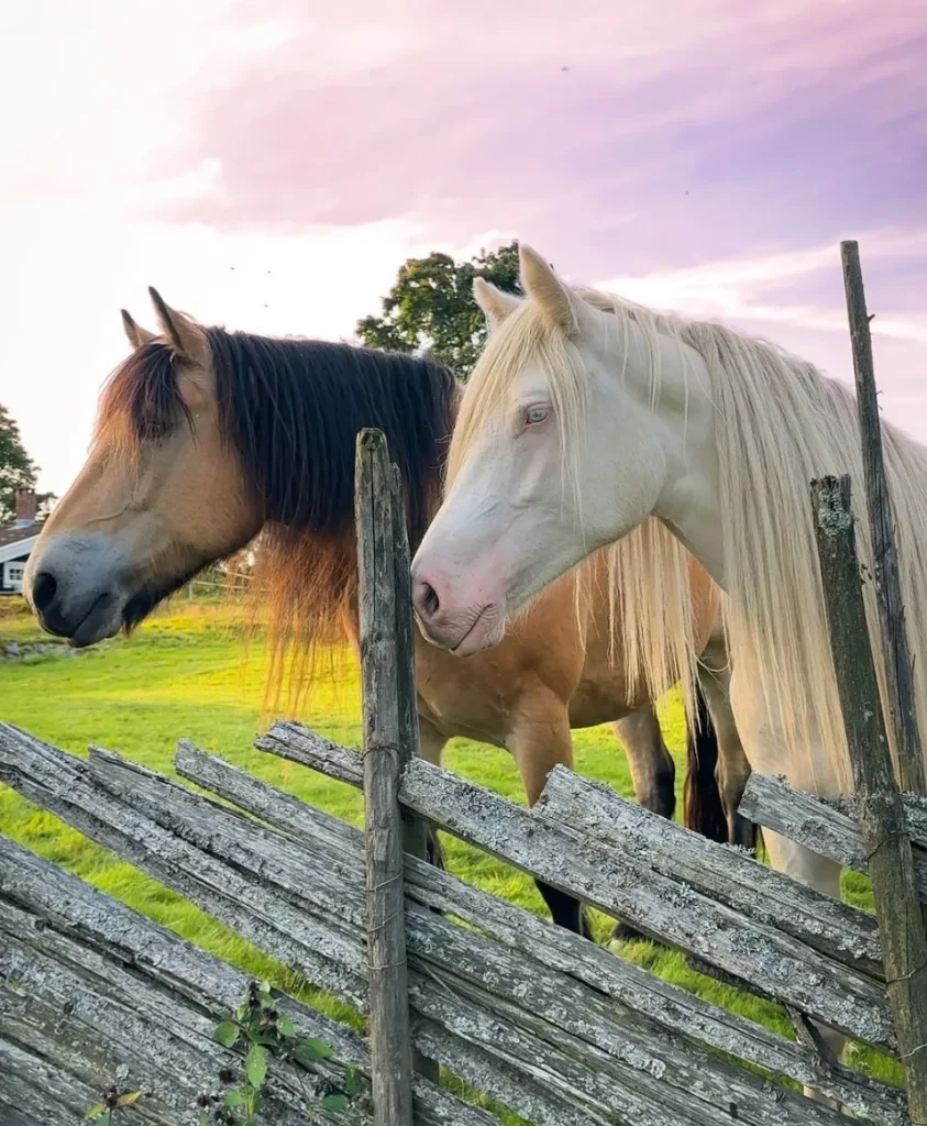 Chapman Valley Horse