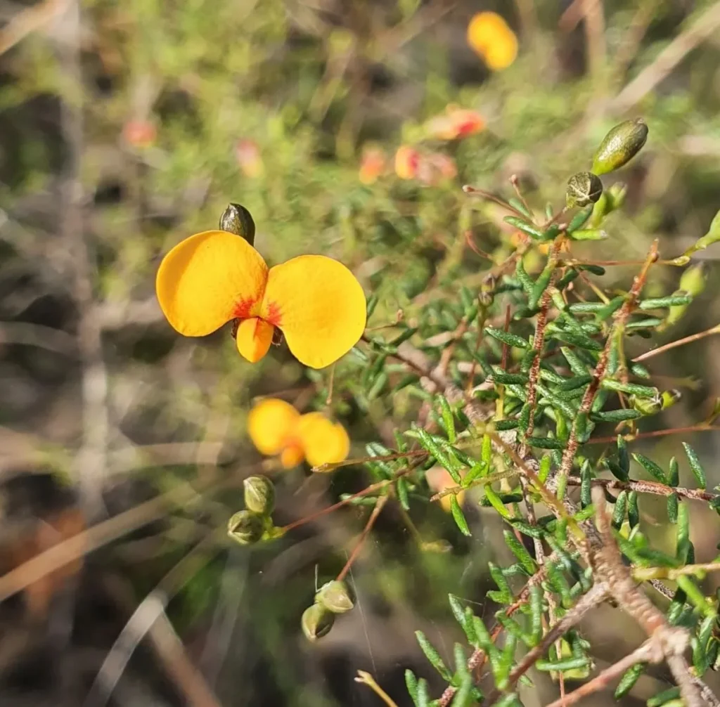 Werakata National Park