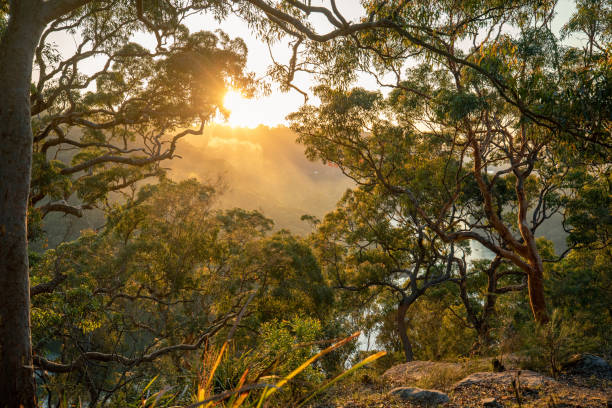 Discover the Blue Mountains: Adventure, Culture & Scenic Beauty Awaits