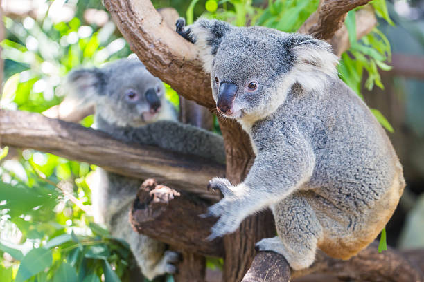 Visit Lone Pine Koala Sanctuary in Brisbane: Directions & Travel Tips