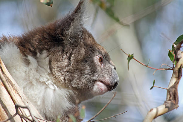 Navigating Your Way to Lone Pine Koala Sanctuary: A Visitor's Handbook